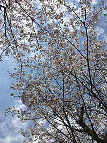 桜咲く🌸 プリ画像