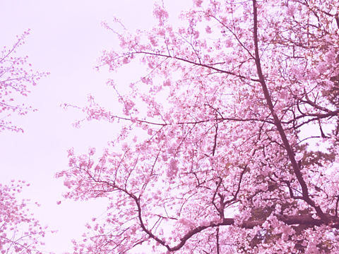 季節外れてるけど桜🌸の画像(プリ画像)