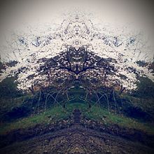 桜❀ プリ画像