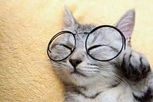 猫 メガネ プリ画像