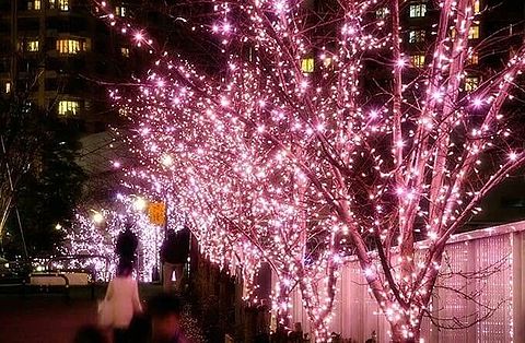 光の夜桜の画像(プリ画像)