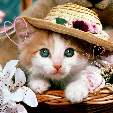 可愛い 壁紙 子猫の画像39点 完全無料画像検索のプリ画像 Bygmo