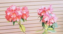 🌺 シャクナゲ　花の画像(石楠花に関連した画像)