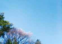 🌸 桜　Flowerの画像(つぼに関連した画像)