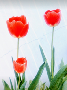 🌷　チューリップ　Flowerの画像(リップに関連した画像)