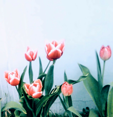 🌷　チューリップ　Flowerの画像(リップに関連した画像)