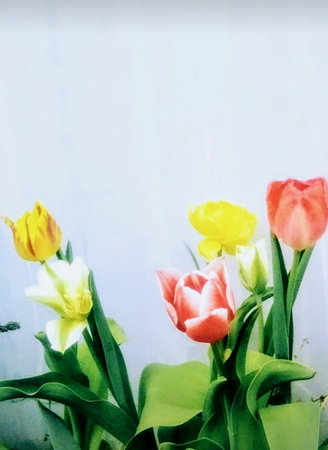 🌷 チューリップ　Flowerの画像 プリ画像