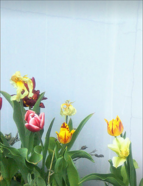 🌷 チューリップ　Flowerの画像 プリ画像