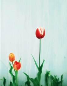 🌷　チューリップ　Flowerの画像(flowerに関連した画像)