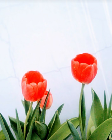 🌷　チューリップ　Flowerの画像(flowerに関連した画像)