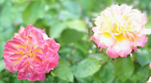 🌹 薔薇　Flower プリ画像