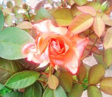 🌹 薔薇　Flower プリ画像
