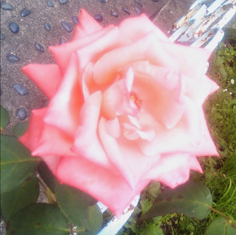 🌹 薔薇　Flowerの画像 プリ画像