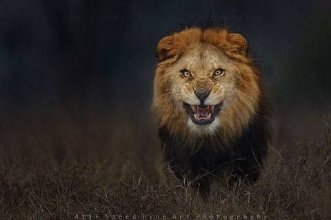 ライオンの画像 プリ画像