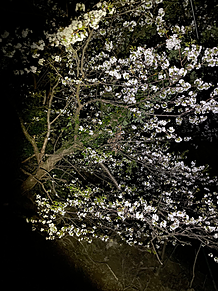 夜桜の画像(桜に関連した画像)