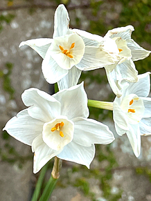 白い花の画像(白に関連した画像)