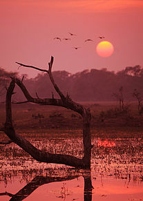 インドのバラトプルへ野鳥に会いにの画像(インドに関連した画像)