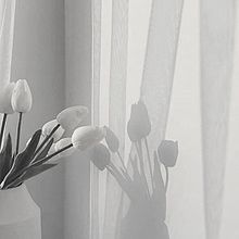 シンプル チューリップ 白 花の画像26点 2ページ目 完全無料画像検索のプリ画像 Bygmo