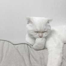 可愛い 白猫の画像180点 完全無料画像検索のプリ画像 Bygmo