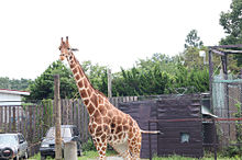 かわいい 動物園の画像168点 完全無料画像検索のプリ画像 Bygmo