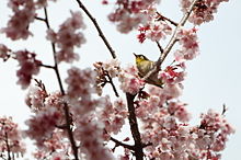 春 動物の画像356点 完全無料画像検索のプリ画像 Bygmo