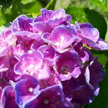 紫陽花の画像(purpleに関連した画像)