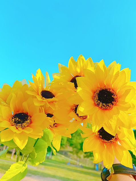 おしゃれ 夏 花の画像681点 完全無料画像検索のプリ画像 Bygmo