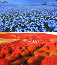 赤と青と潮風ーひたち海浜公園、茨城の画像(行ってみたいところに関連した画像)