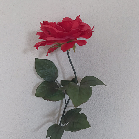 薔薇🥀の画像 プリ画像