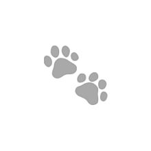 犬 肉球の画像16点 完全無料画像検索のプリ画像 Bygmo