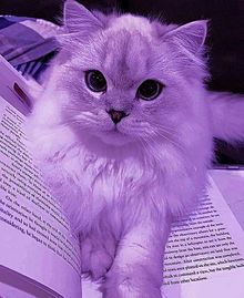 猫の画像(かわいい 背景 紫に関連した画像)