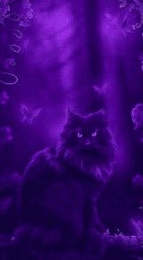 猫の画像(かわいい 背景 紫に関連した画像)