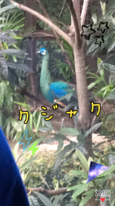 上野動物園の画像(動物園に関連した画像)