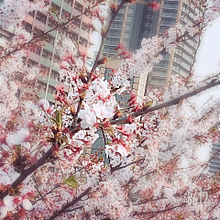 桜の画像(届かないに関連した画像)