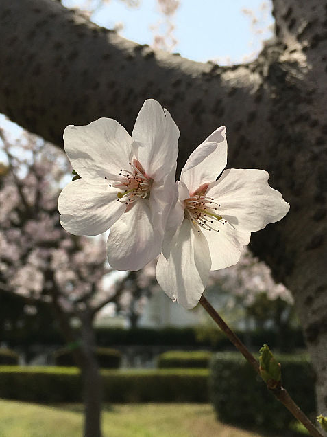 季節の花🌸の画像 プリ画像
