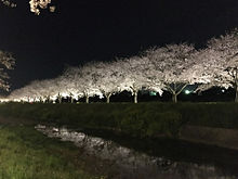 夜桜 プリ画像