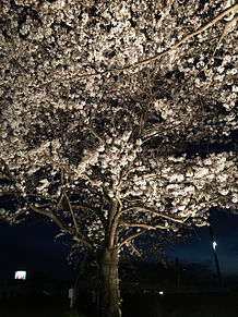夜桜 プリ画像
