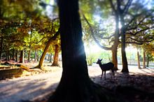 奈良の鹿の画像(#ミラーレス一眼に関連した画像)
