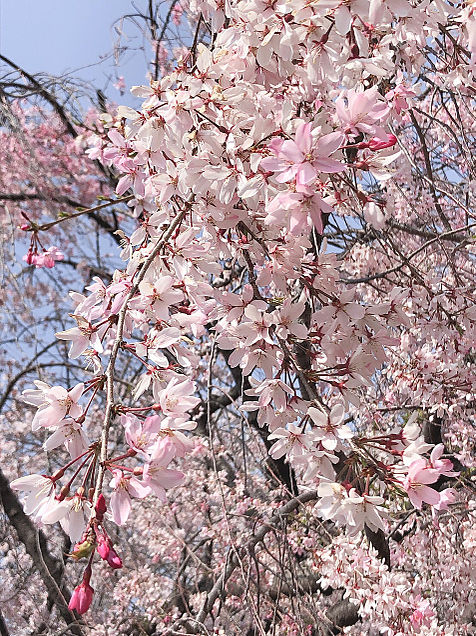 🌸桜🌸の画像(プリ画像)