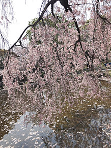 🌸桜🌸 プリ画像