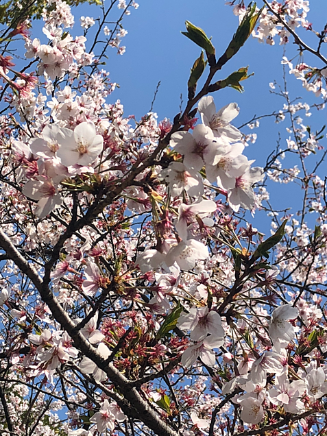 🌸桜🌸の画像(プリ画像)