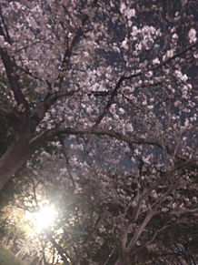 🌸桜🌸 プリ画像