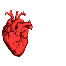心臓 イラストの画像93点 完全無料画像検索のプリ画像 Bygmo