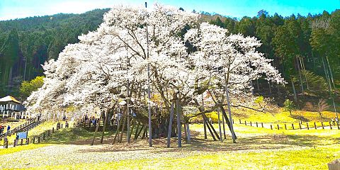淡墨桜の画像(プリ画像)