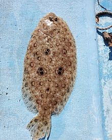レア魚メガレイの画像(レアに関連した画像)