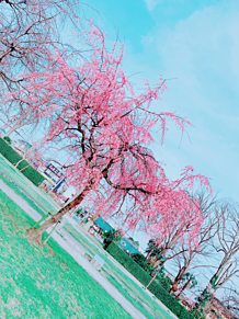 桜の画像(綺麗なに関連した画像)