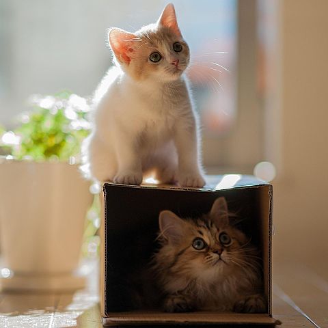 猫の画像 プリ画像