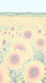 向日葵の画像(ひまわり 壁紙に関連した画像)