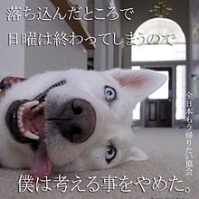 全日本もう帰りたい協会 動物の画像1点 完全無料画像検索のプリ画像 Bygmo