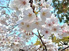 桜 風景の画像1136点 完全無料画像検索のプリ画像 Bygmo